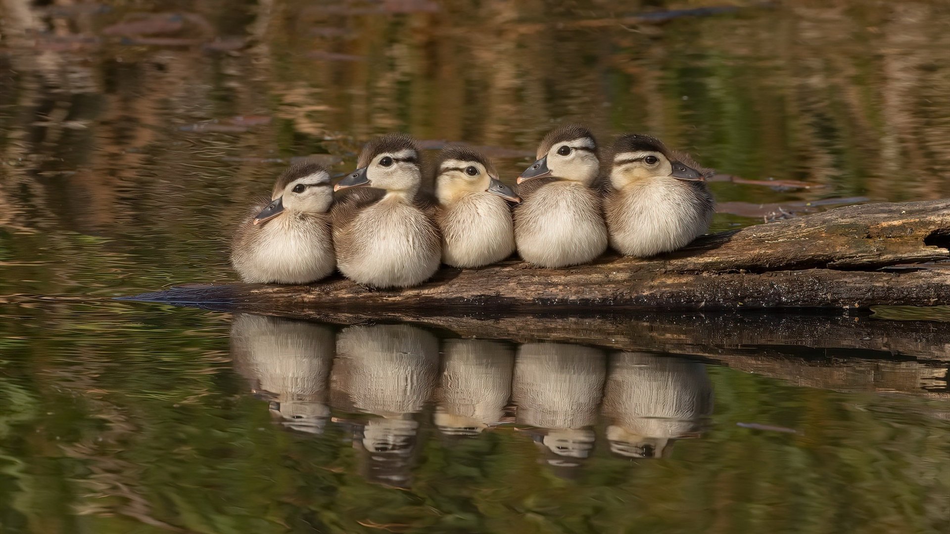 开云体育app网页版安全-_快船队在主场大胜，士气高涨_，快船主场叫啥
