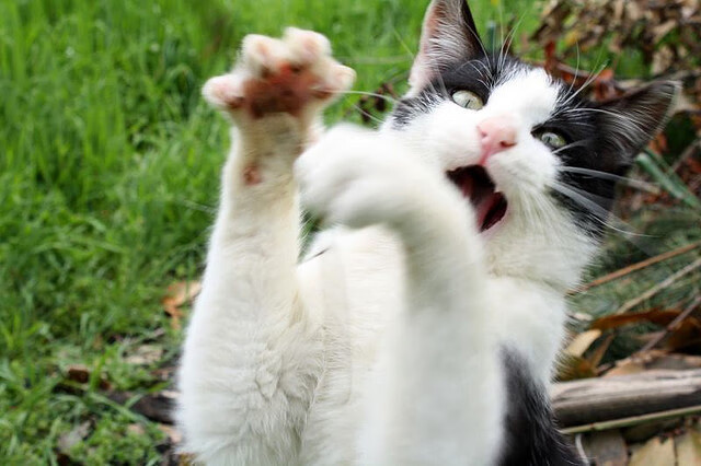 开云体育在线入口-“夜色狂飙：夜间赛段的惊悚体验”，夜色啤酒怎么样